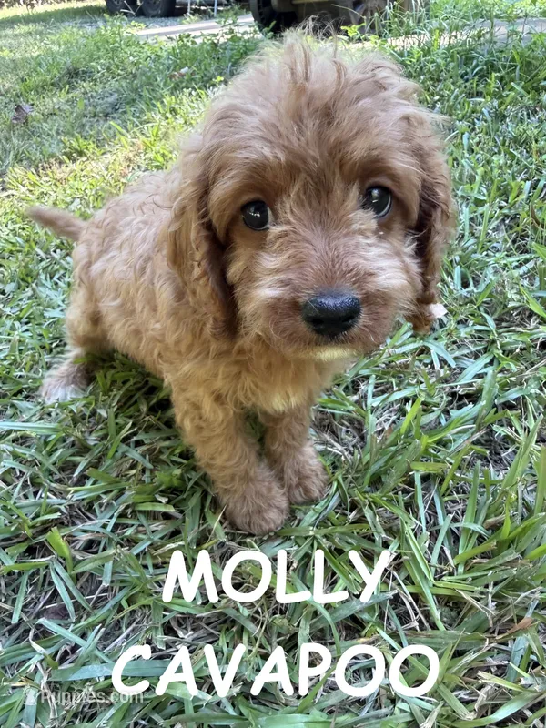 Molly – Cavapoo puppy for sale in Due West, SC