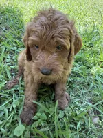 ACE F1B, a male Miniature Goldendoodle for sale in Due West, SC – 5 of 5