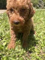 MOLLY F1BB, a female Miniature Goldendoodle for sale in Due West, SC – 3 of 5