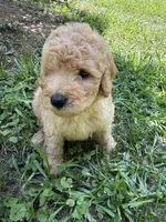 BEAU F1B, a male Miniature Goldendoodle for sale in Due West, SC – 5 of 5