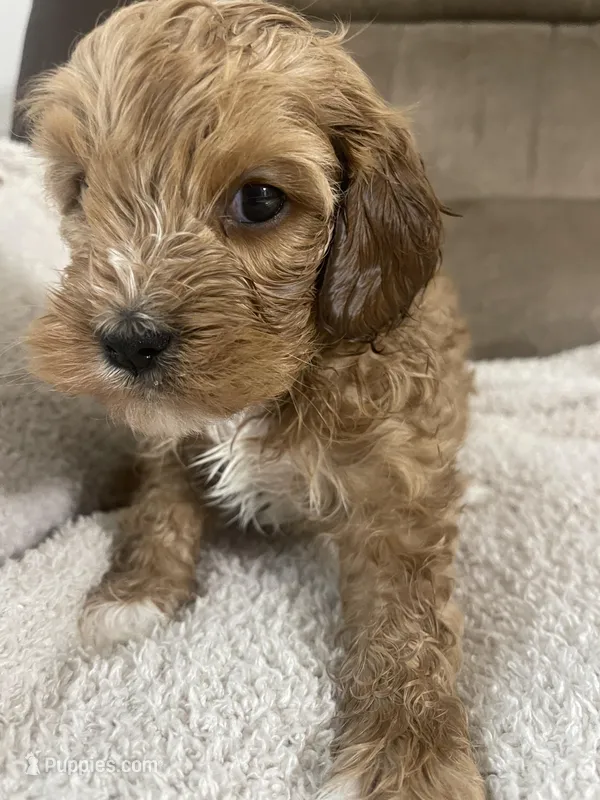 COOPER F1, a male Cavapoo for sale in Due West, SC – Photo 1 of 5