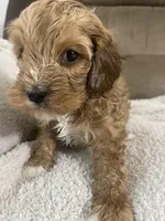 COOPER F1, a male Cavapoo for sale in Due West, SC – Photo 1 of 5