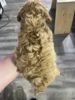 COOPER F1, a male Cavapoo for sale in Due West, SC – Photo 4 of 5