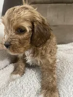 COOPER F1, a male Cavapoo for sale in Due West, SC – Photo 2 of 5