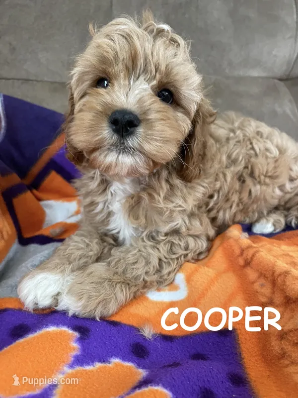 COOPER F1 – Cavapoo puppy for sale in Due West, SC