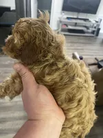 COOPER F1, a male Cavapoo for sale in Due West, SC – Photo 3 of 5