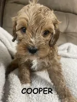 COOPER F1, a male Cavapoo for sale in Due West, SC – Photo 5 of 5