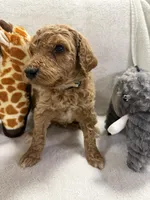 HUNTER F1BB, a male Miniature Goldendoodle for sale in Due West, SC – Photo 5 of 5