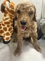 HUNTER F1BB, a male Miniature Goldendoodle for sale in Due West, SC – Photo 2 of 5