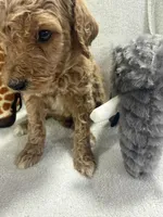 HUNTER F1BB, a male Miniature Goldendoodle for sale in Due West, SC – Photo 3 of 5
