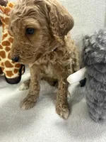 HUNTER F1BB, a male Miniature Goldendoodle for sale in Due West, SC – Photo 4 of 5