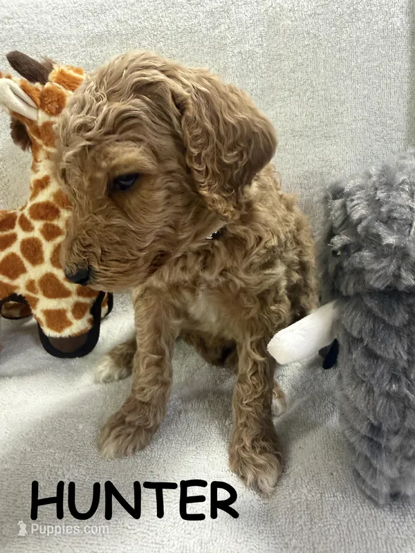 HUNTER F1BB – Miniature Goldendoodle puppy for sale in Due West, SC