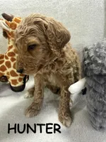 HUNTER F1BB, a male Miniature Goldendoodle for sale in Due West, SC – Photo 1 of 5