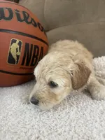 Bella F1b, a female Miniature Goldendoodle for sale in Due West, SC – Photo 5 of 5