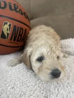 Bella F1b, a female Miniature Goldendoodle for sale in Due West, SC – Photo 3 of 5