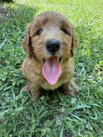 BELLA F1B, a female Miniature Goldendoodle for sale in Due West, SC – 5 of 5