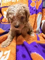 Max, a male Cavapoo for sale in Due West, SC – 4 of 5