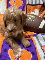 Buddy, a male Miniature Goldendoodle for sale in Due West, SC – 2 of 4