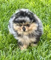 Merle male, a male Pomeranian for sale in Bourbonnais, IL – 3 of 5