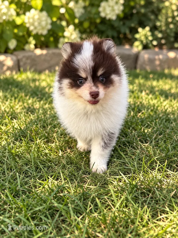 Choc roan Parti  – Pomeranian puppy for sale in Bourbonnais, IL