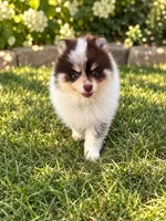 Choc roan Parti , a male Pomeranian for sale in Bourbonnais, IL – 1 of 2
