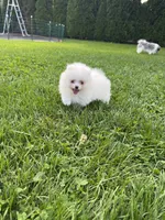 White male , a male Pomeranian for sale in Bourbonnais, IL – 6 of 7