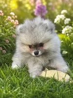 Sable male , a male Pomeranian for sale in Bourbonnais, IL – 2 of 2