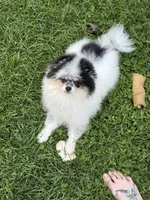 Black roan , a male Pomeranian for sale in Bourbonnais, IL – 8 of 8