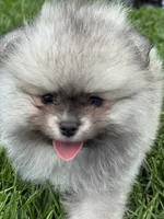 Sable male , a male Pomeranian for sale in Bourbonnais, IL – 4 of 5