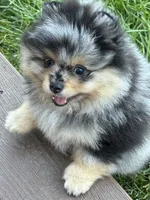 Merle male, a male Pomeranian for sale in Bourbonnais, IL – 2 of 5
