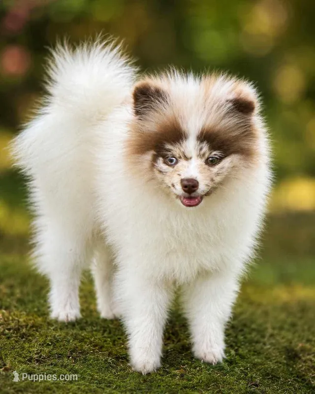 Choc merle male  – Pomeranian puppy for sale in Bourbonnais, IL