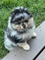 Merle male, a male Pomeranian for sale in Bourbonnais, IL – 5 of 5