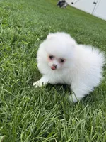 White male , a male Pomeranian for sale in Bourbonnais, IL – 7 of 7