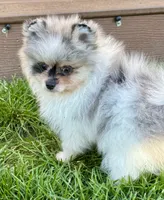Merle male , a male Pomeranian for sale in Bourbonnais, IL – 7 of 7