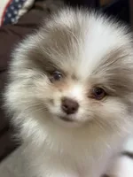 Choc merle male , a male Pomeranian for sale in Bourbonnais, IL – Photo 2 of 4