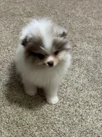 Choc merle male , a male Pomeranian for sale in Bourbonnais, IL – Photo 3 of 4