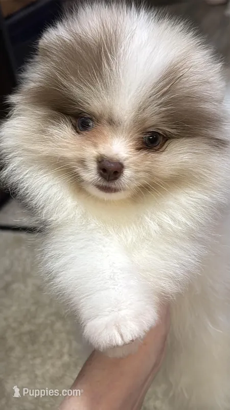 Choc merle male  – Pomeranian puppy for sale in Bourbonnais, IL