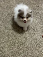 Choc merle male , a male Pomeranian for sale in Bourbonnais, IL – Photo 4 of 4