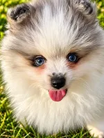 Blue Merle Parti , a male Pomeranian for sale in Bourbonnais, IL – 2 of 2