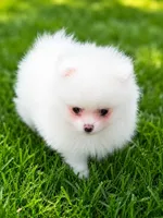 White male , a male Pomeranian for sale in Bourbonnais, IL – 2 of 3