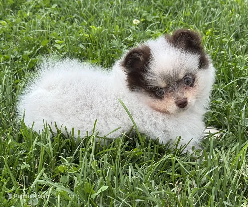 Rare chocolate roan female – Pomeranian puppy for sale in Bourbonnais, IL