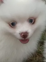 Choc Parti extreme piebald, a male Pomeranian for sale in Bourbonnais, IL – 2 of 2