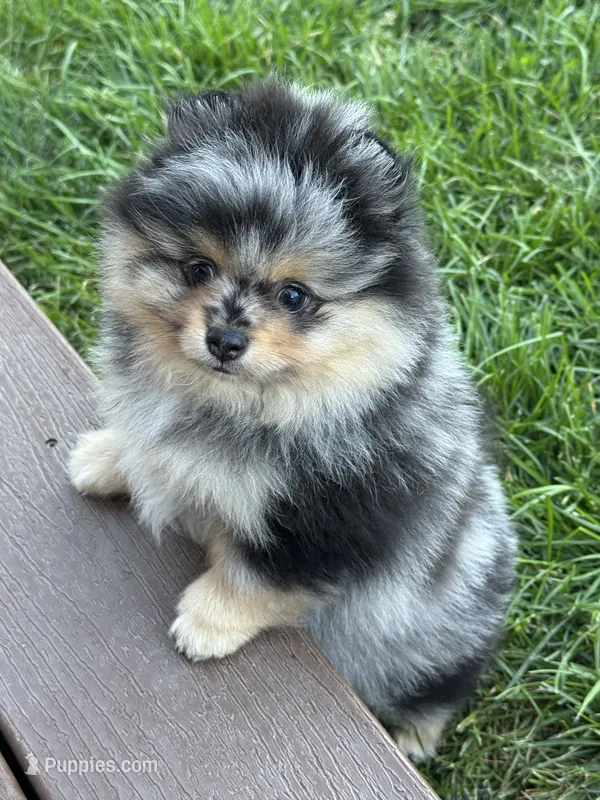 Merle male – Pomeranian puppy for sale in Bourbonnais, IL