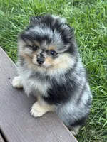 Merle male, a male Pomeranian for sale in Bourbonnais, IL – 1 of 5