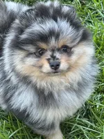 Merle male, a male Pomeranian for sale in Bourbonnais, IL – 4 of 5