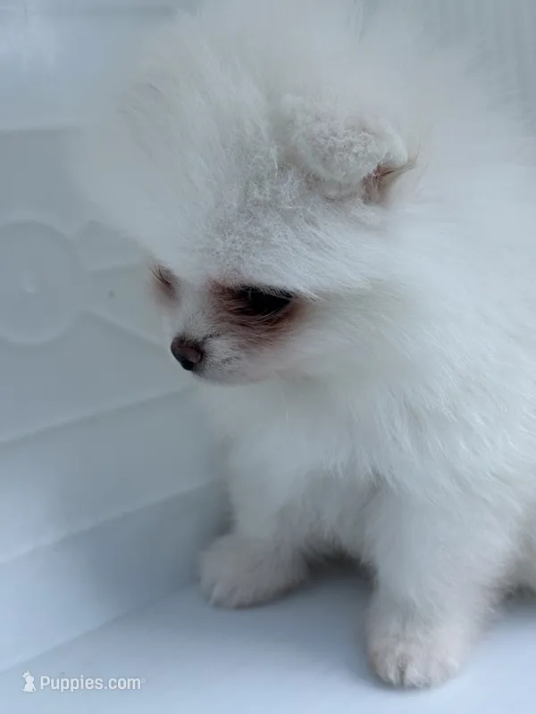 White male  – Pomeranian puppy for sale in Bourbonnais, IL