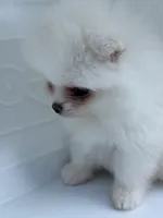 White male , a male Pomeranian for sale in Bourbonnais, IL – 1 of 7