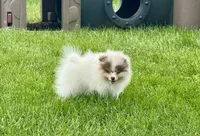 Choc merle male , a male Pomeranian for sale in Bourbonnais, IL – 2 of 9