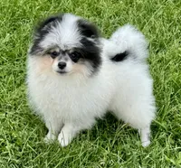 Black roan , a male Pomeranian for sale in Bourbonnais, IL – 3 of 8
