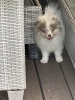 Choc merle male , a male Pomeranian for sale in Bourbonnais, IL – 3 of 9